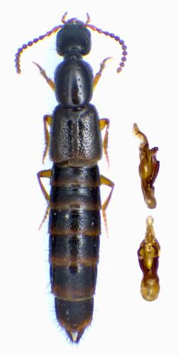Gabrius splendidulus